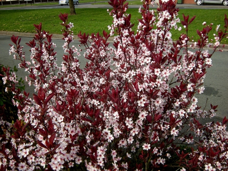 PRUNUS CISTENA