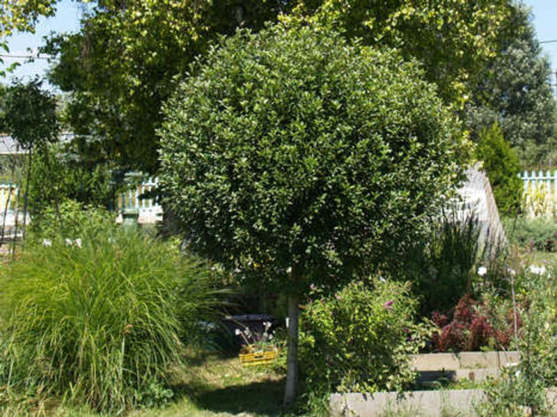 PRUNUS FRUTICOSA GLOBOSA