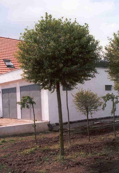PRUNUS FRUTICOSA GLOBOSA