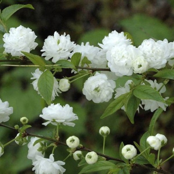 PRUNUS GLANDULOSA ALBOPLENA