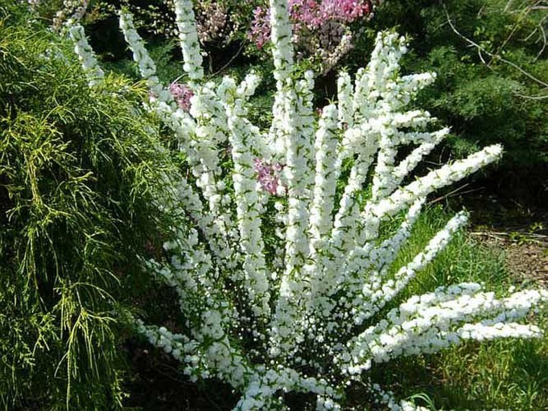 PRUNUS GLANDULOSA ALBOPLENA