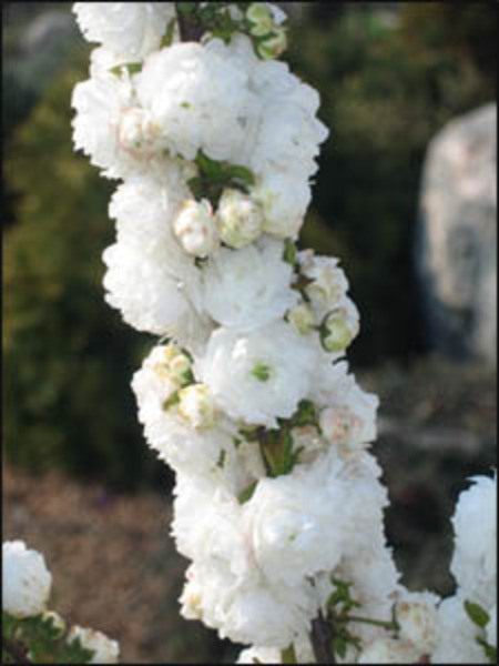 PRUNUS GLANDULOSA ALBOPLENA