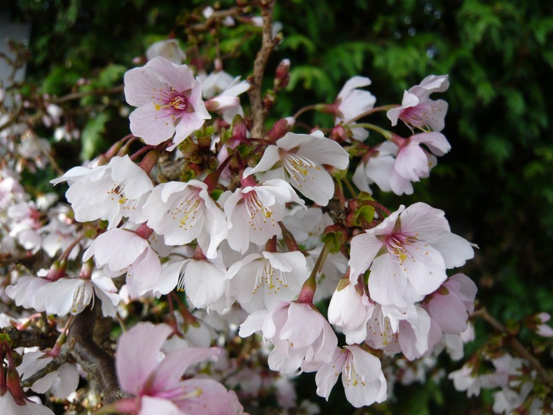 PRUNUS INCISA KOJO NO MAI