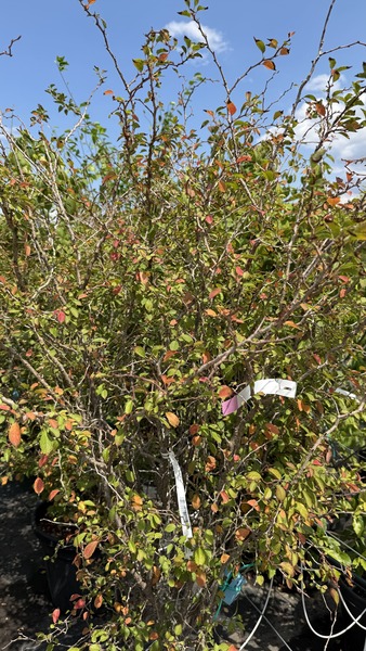 PRUNUS INCISA KOJOU-NO-MAI
