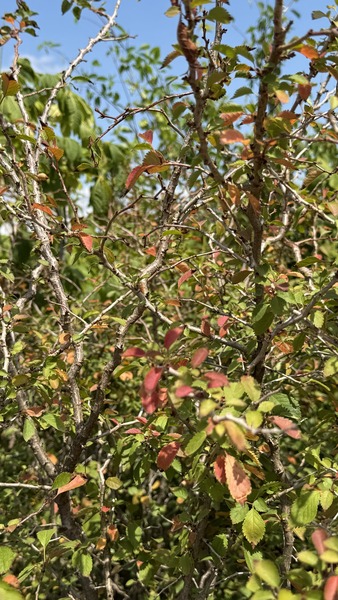 PRUNUS INCISA KOJOU-NO-MAI