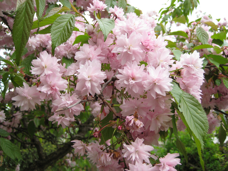 PRUNUS SERR. KIKU SHIDARE S.