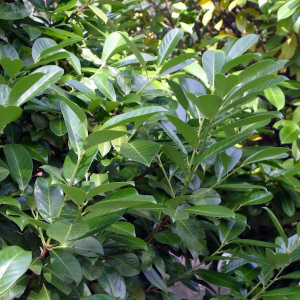 PRUNUS LAUROC. NOVITA