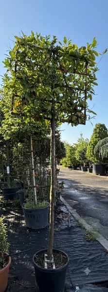 PRUNUS LAUROC. NOVITA