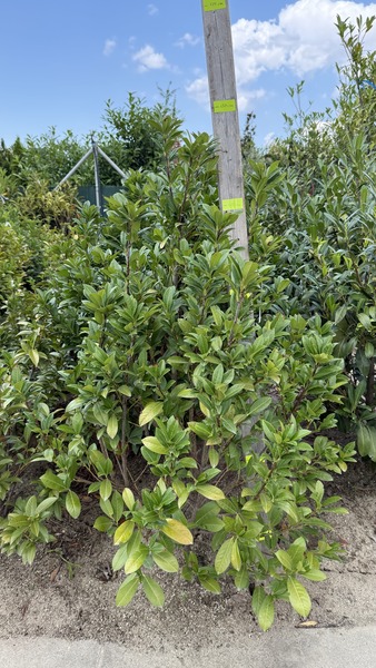 PRUNUS LAUROC. ANTONIUS