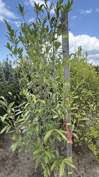 PRUNUS LAUROC. CAUCASICA
