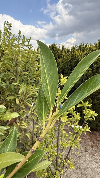 PRUNUS LAUROC. CAUCASICA