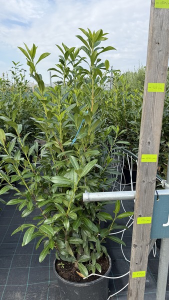 PRUNUS LAUROC. CAUCASICA