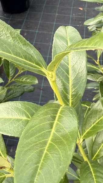 PRUNUS LAUROC. CAUCASICA