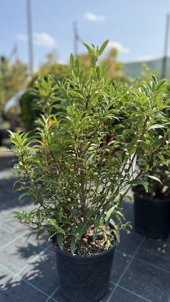 PRUNUS LAUROC. FILIGROW SOFIA