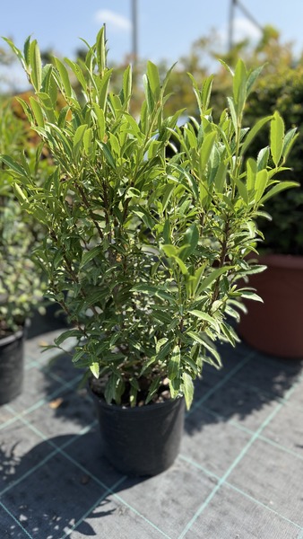 PRUNUS LAUROC. FILIGROW SOFIA