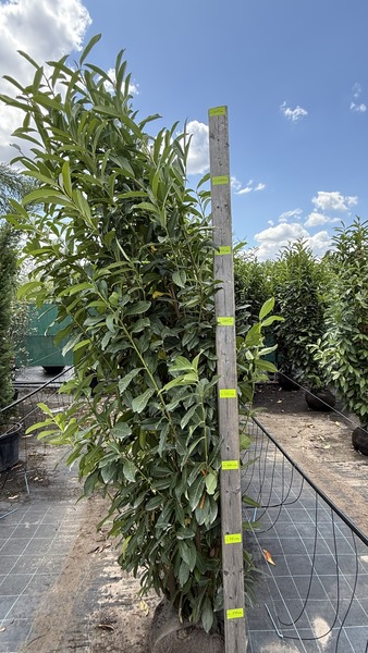 PRUNUS LAUROC. GENOLIA