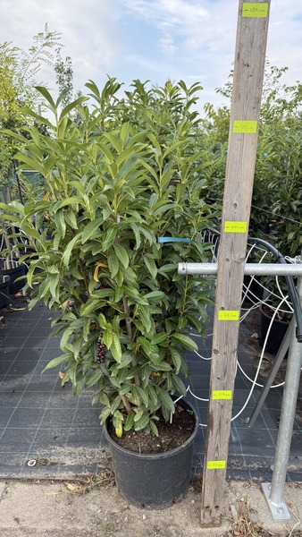 PRUNUS LAUROC. GENOLIA