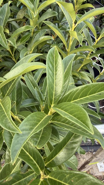 PRUNUS LAUROC. GENOLIA