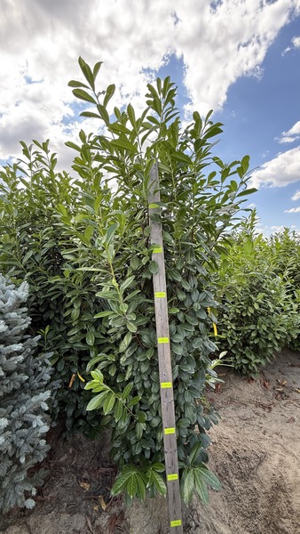PRUNUS LAUROC. NOVITA