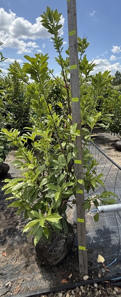 PRUNUS LAUROC. NOVITA