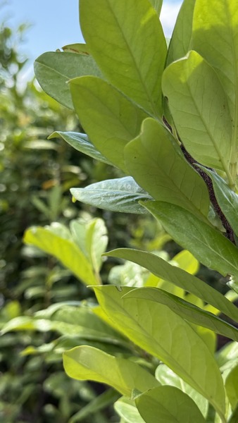 PRUNUS LAUROC. NOVITA