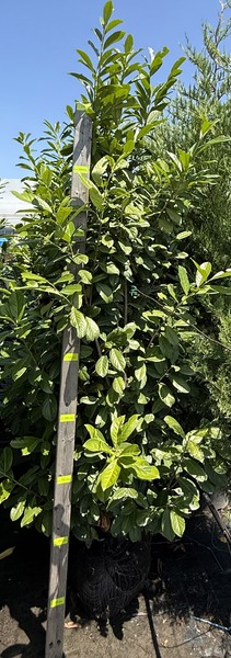 PRUNUS LAUROC. NOVITA