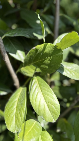 PRUNUS LAUROC. NOVITA