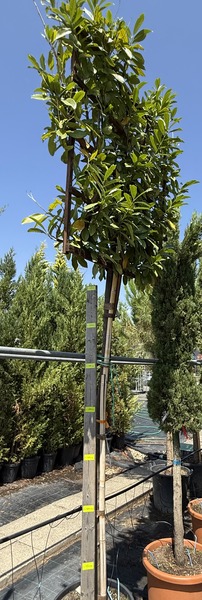 PRUNUS LAUROC. NOVITA