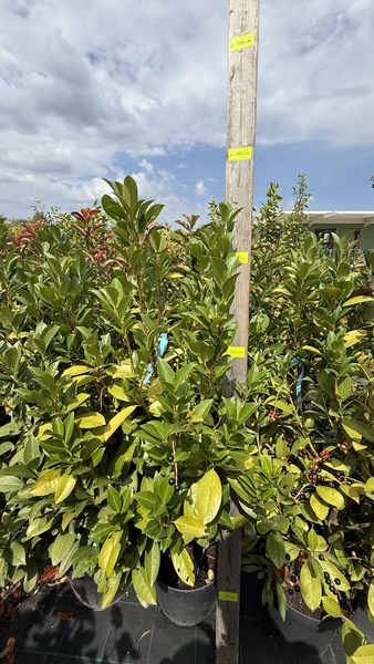 PRUNUS LAUROC. OBELISK