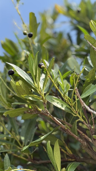 PRUNUS LAUROC. OTTO LUYKEN