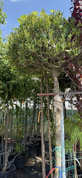PRUNUS LAUROC. OTTO LUYKEN