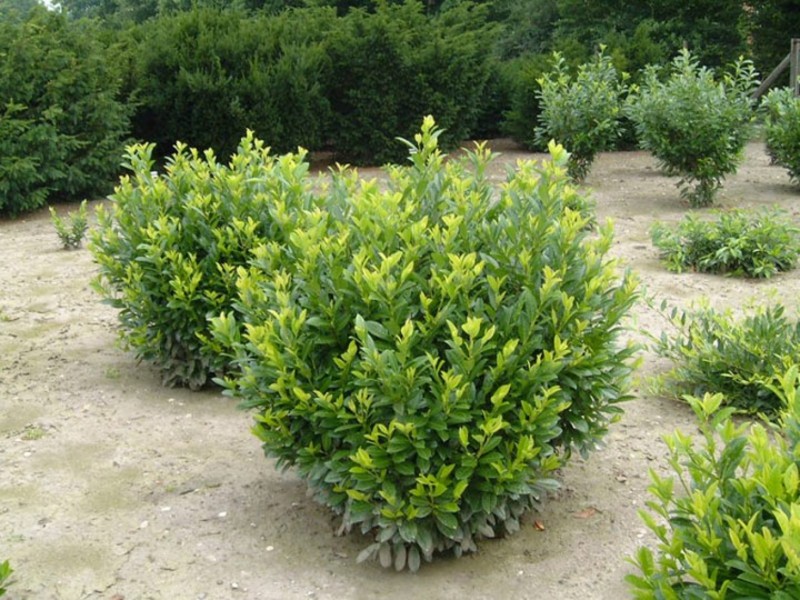 PRUNUS LAUROC. 17 KLÓN (MARI)