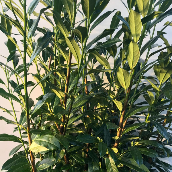 PRUNUS LAUROC. CAUCASICA