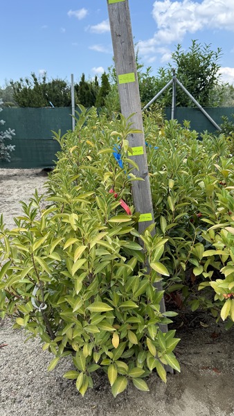 PRUNUS LAUROC. CHAMAELEON