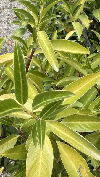 PRUNUS LAUROC. CHAMAELEON