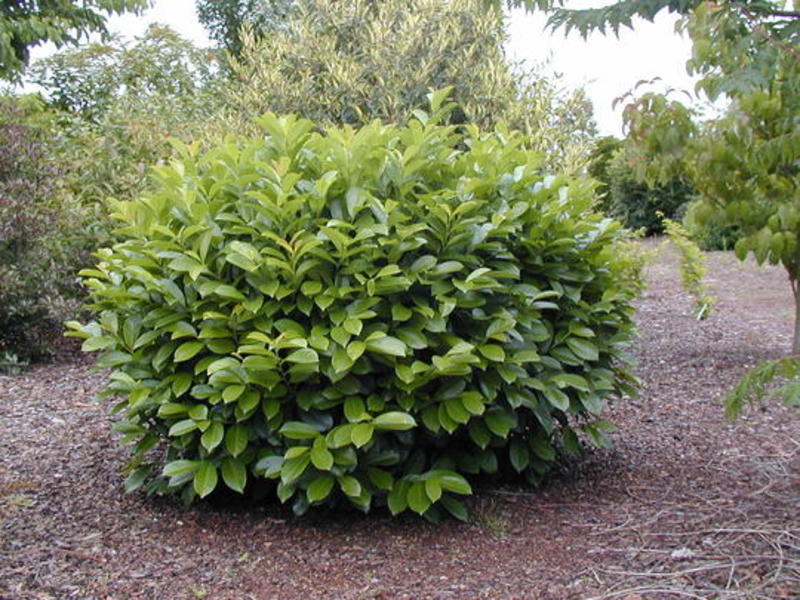 PRUNUS LAUROC. ETNA