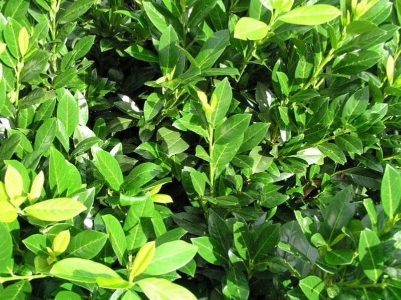 PRUNUS LAUROC. MANO