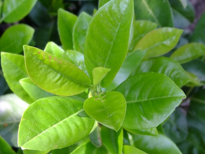 PRUNUS LAUROC. ZITA