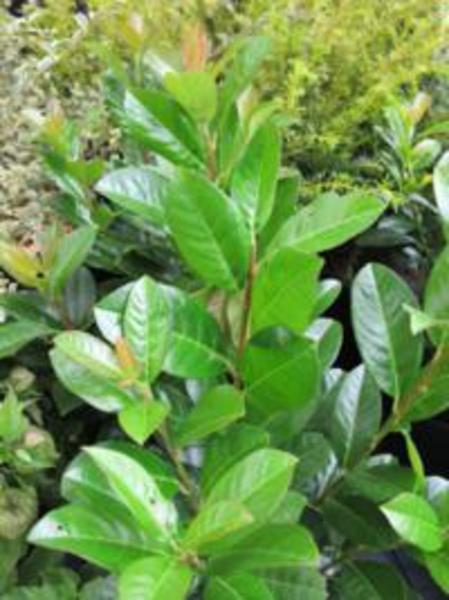 PRUNUS LAUROC. ANTONIUS