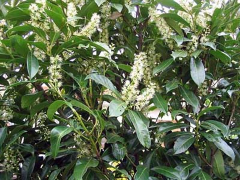 PRUNUS LAUROC. CAUCASICA
