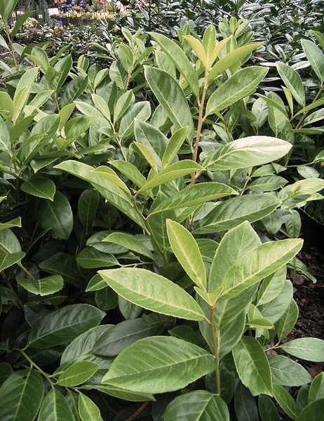 PRUNUS LAUROC. CIPPORA