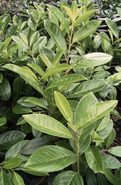 PRUNUS LAUROC. CIPPORA