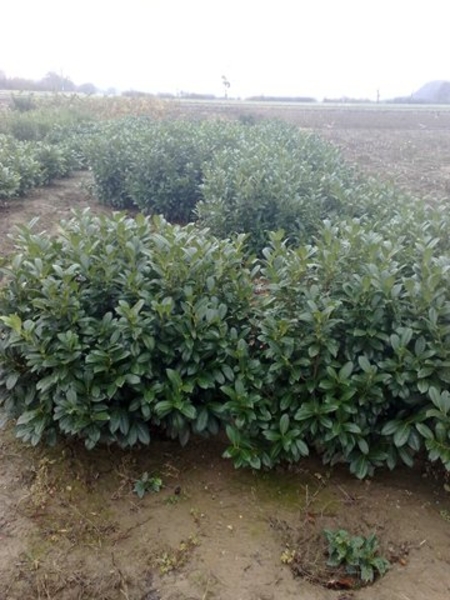 PRUNUS LAUROC. GABI