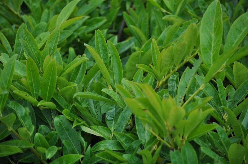 PRUNUS LAUROC. KLÁRI