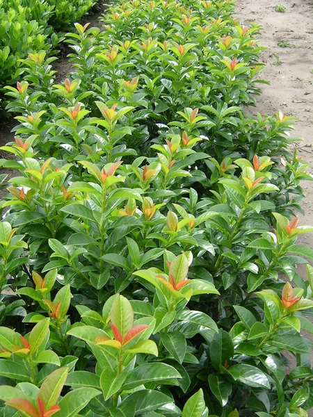 PRUNUS LAUROC. KLEOPÁTRA