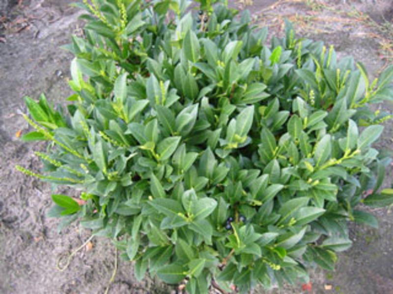 PRUNUS LAUROC. PIRI