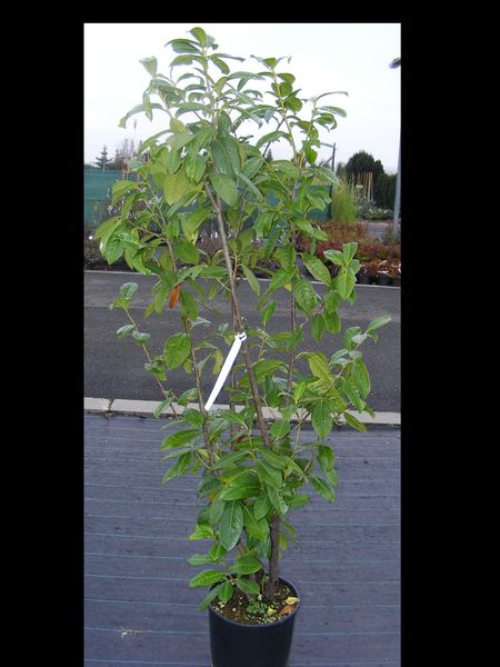 PRUNUS LAUROC. ROTUNDIFOLIA