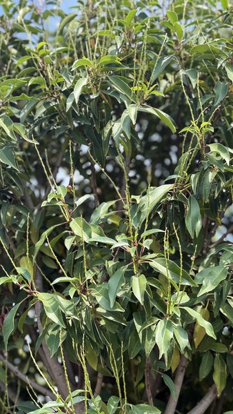 PRUNUS LUSITANICA ANGUSTIFOLIA