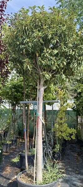 PRUNUS LUSITANICA ANGUSTIFOLIA