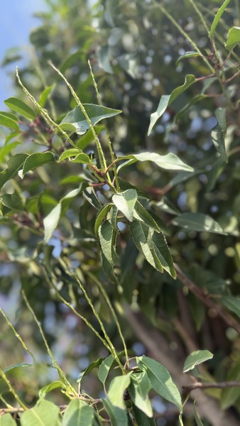 PRUNUS LUSITANICA ANGUSTIFOLIA
